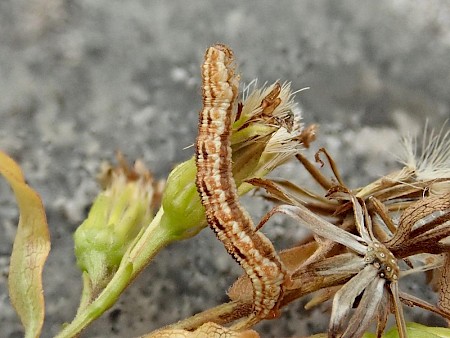 Bleached Pug Eupithecia expallidata