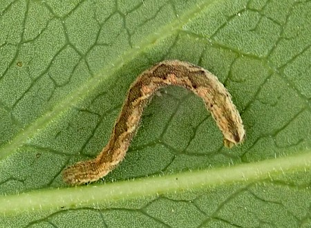 Common Pug Eupithecia vulgata