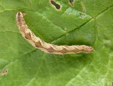 Grey Pug Eupithecia subfuscata