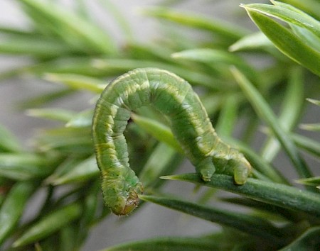 Juniper Pug Eupithecia pusillata