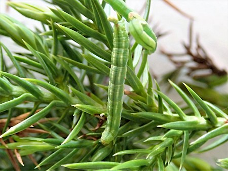 Juniper Pug Eupithecia pusillata