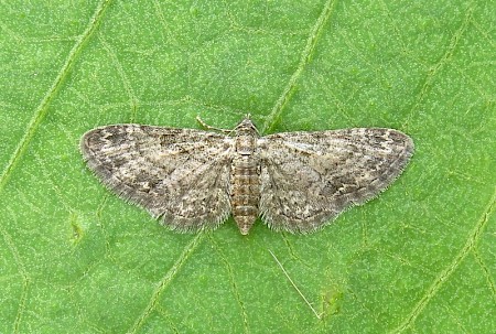 Maple Pug Eupithecia inturbata