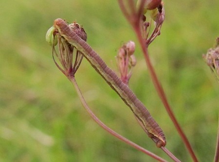 Pimpinel Pug Eupithecia pimpinellata