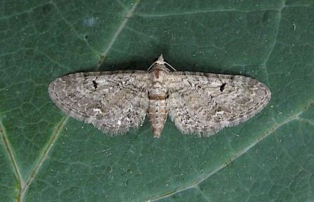 Pimpinel Pug Eupithecia pimpinellata