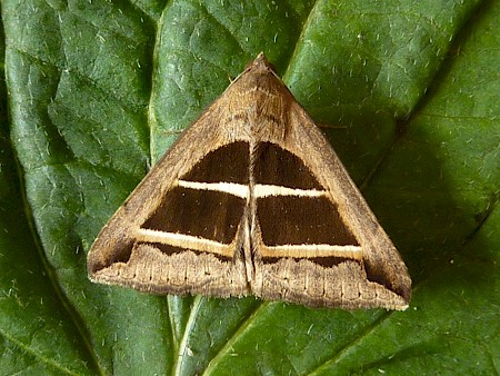 Parallel Lines Grammodes bifasciata