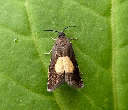 Adult • Claybrooke Magna, Leicestershire • © Graham Calow