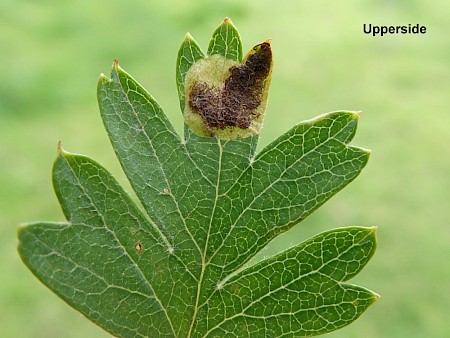 Stigmella paradoxa