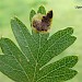 Larval Mine (upperside) • Bere Alston, Devon • © Phil Barden