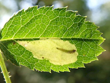 Coptotriche angusticollella