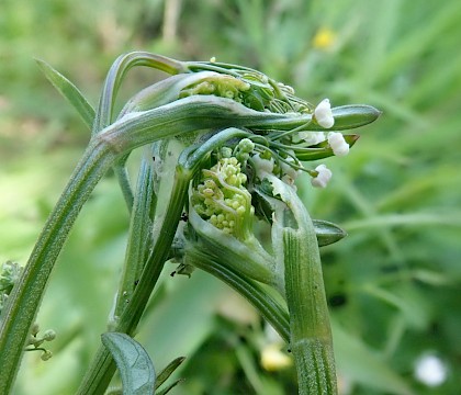 Shoot of Pimpinella major showing larval signs • South Devon • © Phil Barden