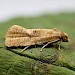 Adult • Tamar Estuary, Devon • © Phil Barden