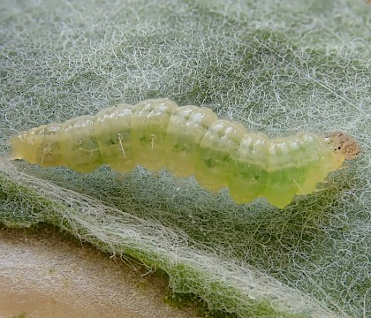 Larva (adult reared) • Bere Alston, Devon • © Phil Barden