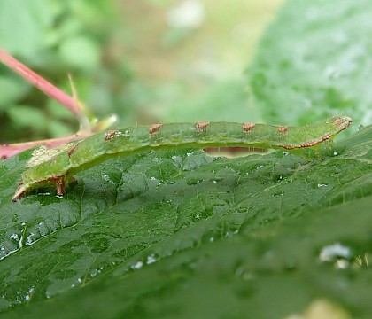 Larva on Rubus leaf • Bere Ferrers, Devon • © Phil Barden