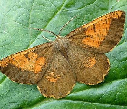 Adult, f. corylaria • Bere Ferrers, Devon • © Phil Barden