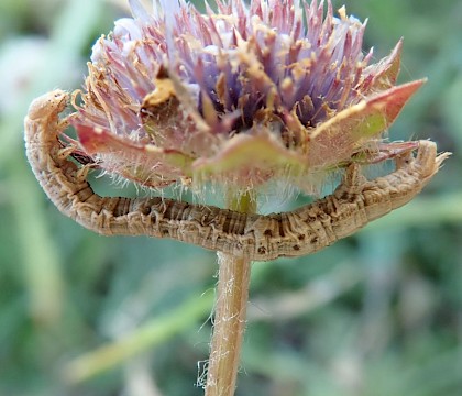 Larva • Soar, South Devon • © Phil Barden