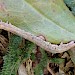 Larva • Soar, South Devon • © Phil Barden