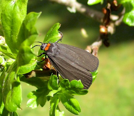 Red-necked Footman Atolmis rubricollis