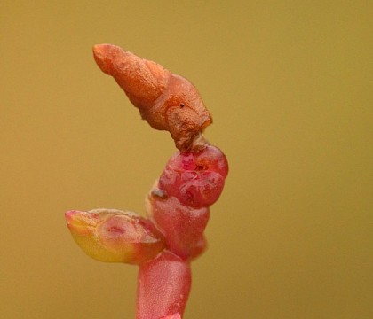 Larva • Cley, Norfolk • © Will Langdon