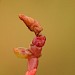 Larva • Cley, Norfolk • © Will Langdon