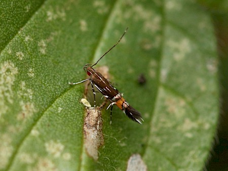 Cosmopterix pulchrimella