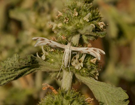 Horehound Plume Wheeleria spilodactylus