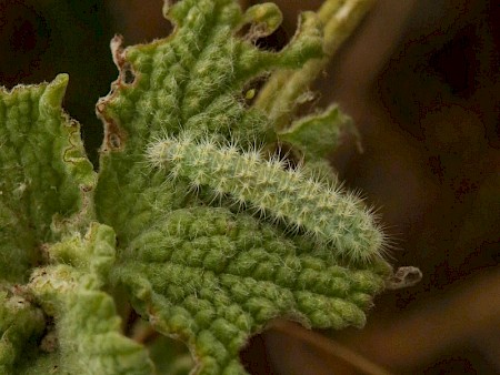 Horehound Plume Wheeleria spilodactylus