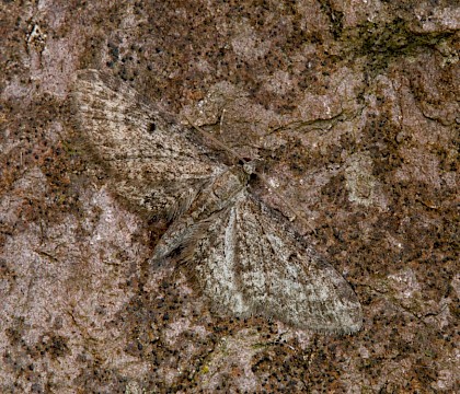 Adult, ssp. jasionata (Jasione Pug) • Hurlstone Point, Somerset • © Will Langdon