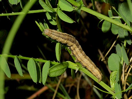 Scarce Blackneck Lygephila craccae