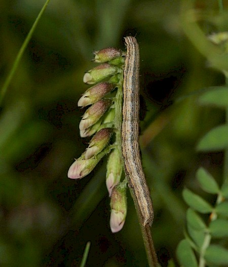 Scarce Blackneck Lygephila craccae