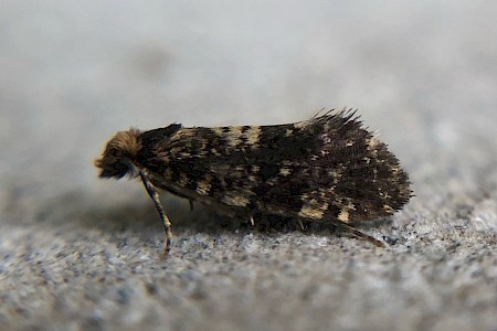 Diplodoma laichartingella