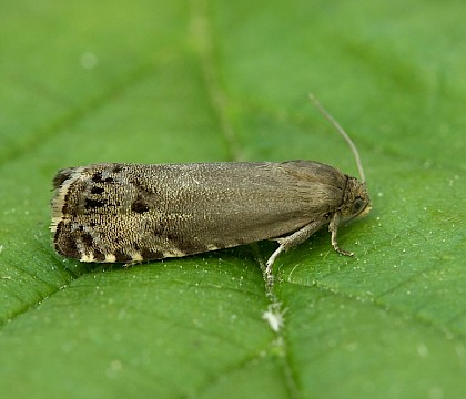 Adult • Great Ellingham, SW Norfolk • © Chris Knott