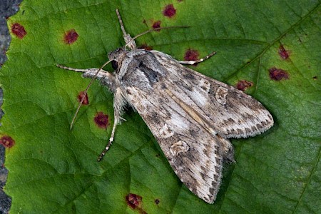 Scarce Wormwood Cucullia artemisiae