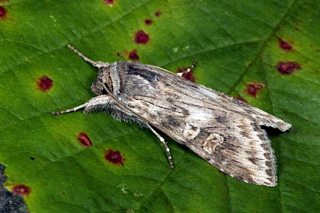 Scarce Wormwood Cucullia artemisiae