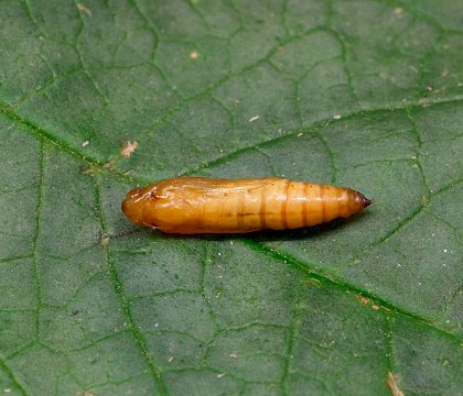 Pupa • St. Austell, Cornwall • © Phil Boggis