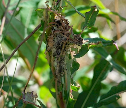 Vacated larval web • Norfolk • © Louis Parkerson