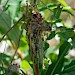 Vacated larval web • Norfolk • © Louis Parkerson