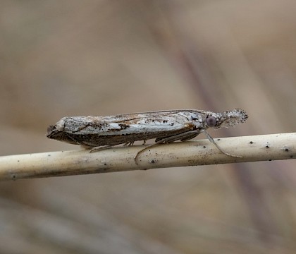 Adult • Norfolk • © Louis Parkerson