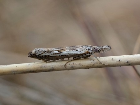 Platytes alpinella