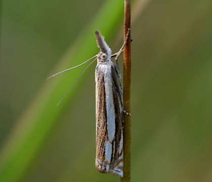 Adult • Norfolk • © Louis Parkerson