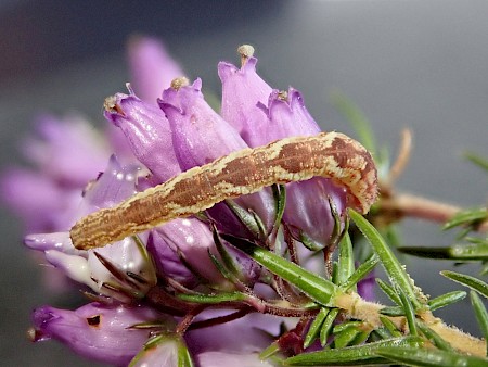 Satyr Pug Eupithecia satyrata