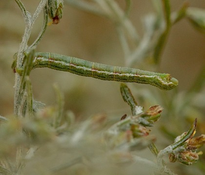 Larva • Wells Harbour, Norfolk • © Will Langdon