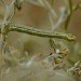 Larva • Wells Harbour, Norfolk • © Will Langdon