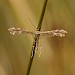 Adult • Woodbury Common, Devon • © Will Langdon