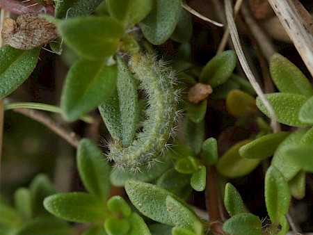 Thyme Plume Merrifieldia leucodactyla