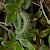  Thyme Plume Merrifieldia leucodactyla 