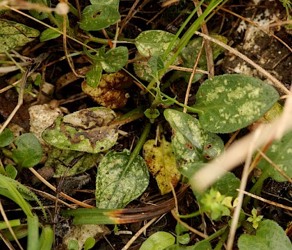 Larval mine • Aston Rowant NNR, Oxfordshire • © Will Langdon