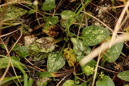 Trifurcula headleyella