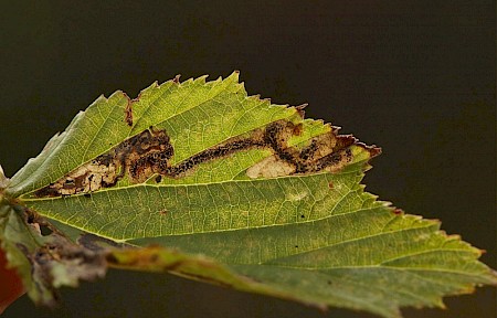 Stigmella filipendulae