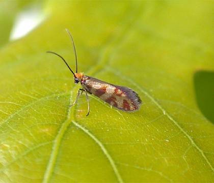 Micropterigidae