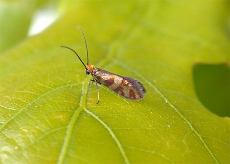 Micropterix tunbergella